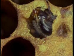 Honey bee bites away wax top from cell Stock Footage