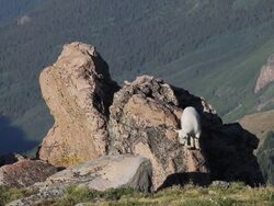 MS Mountain goat kids playing on rock on tundra / Idaho Springs, Colorado, United States  Stock Footage