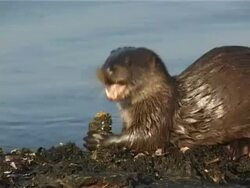 European otter(Lutra lutra) feeding on crab catch, showing huge canine teeth, low sunlight, Isle of Mull, Hebrides, Scotland. Stock Footage