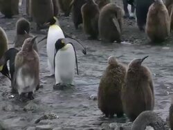 MS King penguins and chicks in shallow water / Gold Harbour, South Georgia, Antarctica Stock Footage