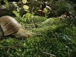Snail on forest ground Stock Footage