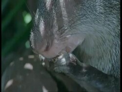 BCU Black Agouti, Dasyprocta fuliginosa, gnawing at nut, Amazon, South America Stock Footage