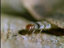 Caterpillar, CU caterpillar disguised as a dead leaf, moves right to left, camouflage/defence, Panama Stock Footage