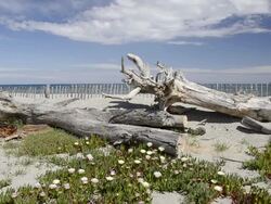 Shot of Wooden fence protecting sand dune, Drift wood and Sea fig ice plants flowers (Carpobrotus edulis) in Nature preserve / Aleria, Corsica, France Stock Footage