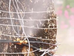 Sprinkler waters lush flower Stock Footage
