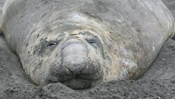A Southern Elephant Seal; Mirounga leonina, at Hannah Point, on livingston Island in the South Shetland Islands off the Antarctica Peninsular. Stock Footage