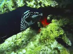 Snorkeling and exploring sea Stock Footage