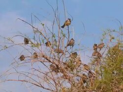 sparrows in the bush Stock Footage