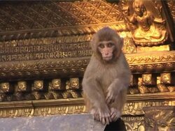 Swayambhunath stupa with monkey on golden roof Stock Footage