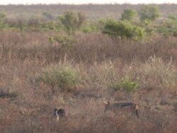 WS View of Honey badger, bird of prey and black back jackal all in shot whilst honey badger digs   / Central Kalahari Game Reserve, Botswana Stock Footage