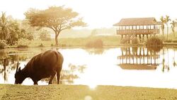Countryside lifestyle and buffalo in Thailand Stock Footage