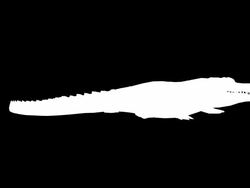 Crocodile Attack (Loopable) Stock Footage