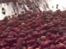 Cranberries falling from conveyor into hopper News Clip