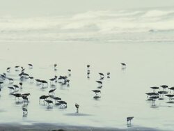 MS SLO MO Shot of large flock of baby seagulls eating and walking on ocean coast / Astoria, Oregon, United States  Stock Footage