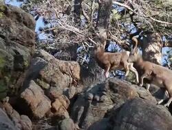 MS TS Shot of bighorn ewes and lambs moving up rock ledge / Estes Park, Colorado, United States Stock Footage