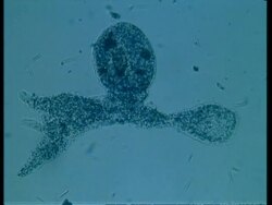 CU microscopic view of Amoeba, large food vacuole and prey Stock Footage