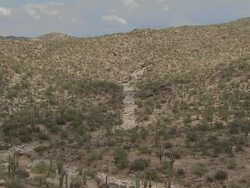 Static shot looking across lots of Saguaro Cactus, scrub and other cactus Sonoran Desert, Arizona, USA. Stock Footage