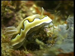 CU Sea Slug, C. coi, yellow with black and white pattern, skirt lifts up and down with current, side view, Sipadan, Borneo, Malaysia Stock Footage