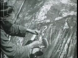 Greenland expedition, 1934, by French explorers - eskimos cut up seal meat and make ropes from tendons and straps from skin. Stock Footage