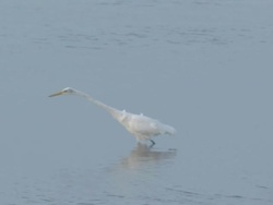 Water birds in the ocean 8 Stock Footage