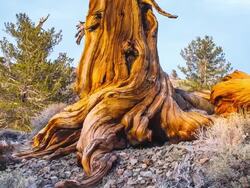 MS T/L PAN Shot of Ancient Bristlecone Pine Forest / Inyo County, California, United States Stock Footage