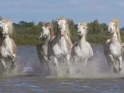 WS SLO MO View of camargue horse herd galloping through swamp / Saintes Marie de la Mer, Camargue, France Stock Footage