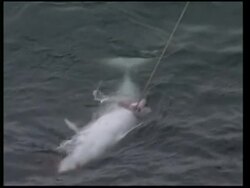Japanese research whaling fleet returns 4 months after killing of minke whales News Clip
