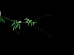 T/L passion flower tendrils growing, black background Stock Footage