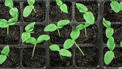 Cucumber seedlings sprout. Top view Stock Footage
