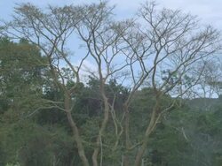 WS Big tree falls in deforestation area / Buikwe, Uganda Stock Footage