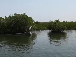 Mangrove Salum Sea Stock Footage