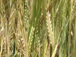 CU Shot of hordeum vulgare, barley / Serrig, Rhineland-Palatinate, Germany Stock Footage