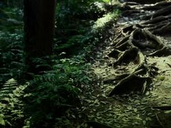 Nature and Roots in Forest Stock Footage