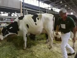 Crowds Flock To Iowa State Fair For A Taste Of Agricultural Bounty Stock Footage