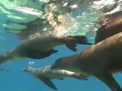 Several California Sea Lions (Zalophus californianus,) swimming near surface together, La Paz, Sea of Cortez, Mexico Stock Footage