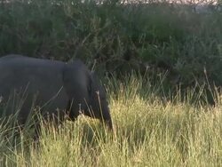 Desert Elephant (Loxodonta africana) calf, joined by adult, Ugab River Basin, Namibia: desert-dwelling population of African Bush Elephant though not distinct subspecies Stock Footage