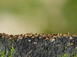 Termites Parade Stock Footage