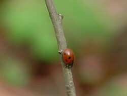 Ladybirds loop HD Stock Footage