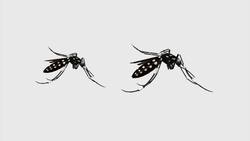 Genetically modified mosquitoes to combat malaria Instructional Video