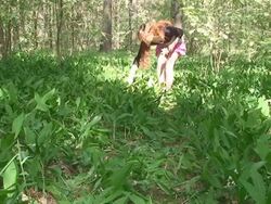 Picking Wild Flowers Stock Footage