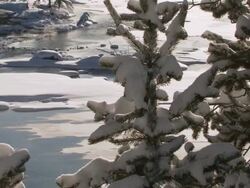 WS TU Snowy forest landscape with geothermal activity / Yellowstone National Park, Wyoming, United States Stock Footage