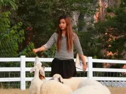 Sheep with Women Stock Footage