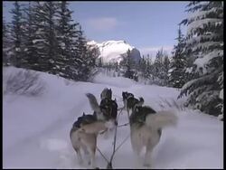 Winter Dog Sledding Stock Footage