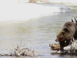 MS Shot of grizzly boar eating elk carcass in river / Tetons, Wyoming, United States Stock Footage