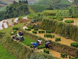 terraced rice field in Mu Chang Chai, Vietnam Stock Footage