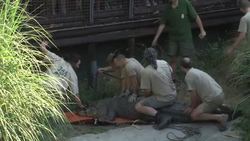 Firefighters help to relocate Budapest Zoo's two alligators News Clip