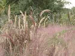 purple grass Stock Footage