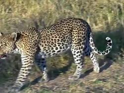 MS TS Shot of panthera pardus, Mother with Cub walking at forest area / Moremi Reserve, Botswana, South Africa Stock Footage