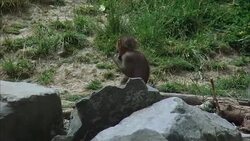 MS, New Zealand, Wellington Zoo, Baboons in natural zoo setting Stock Footage