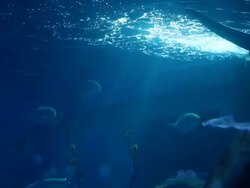 Underwater Stock Footage